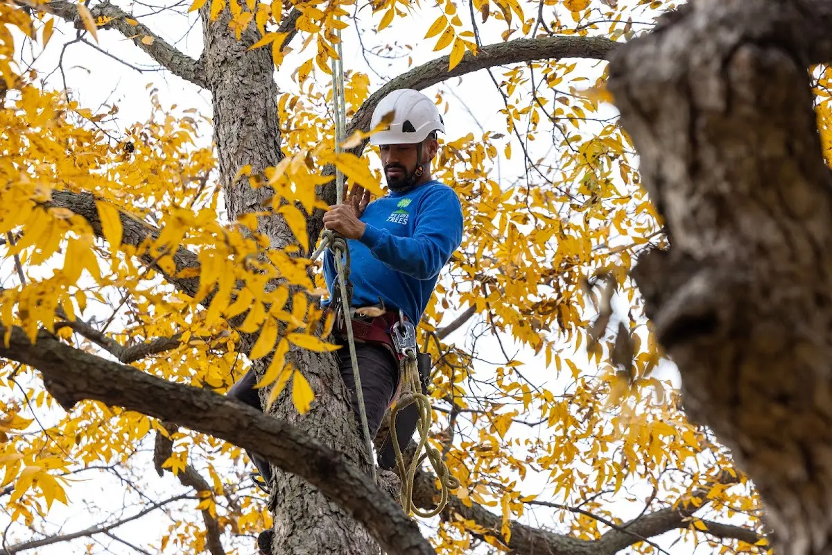Skilled Tree Pruning crew working in Thomaston